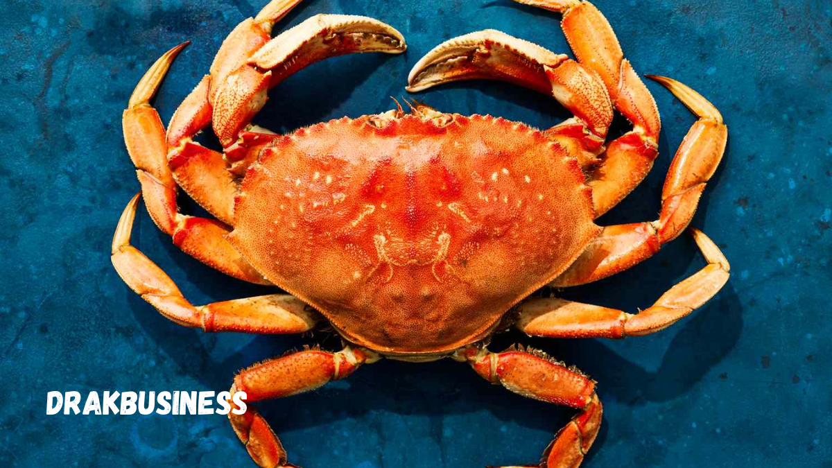 dungeness crab