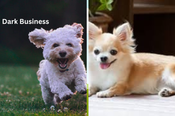 fun facts about dogs