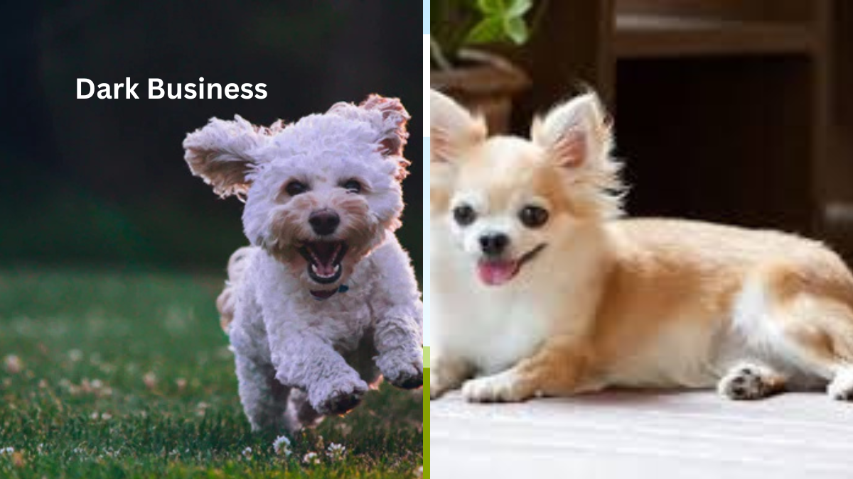 fun facts about dogs