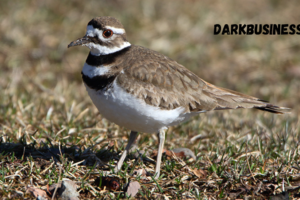 killdeer