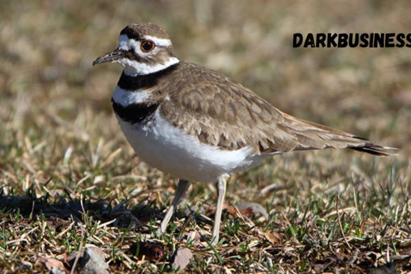 killdeer