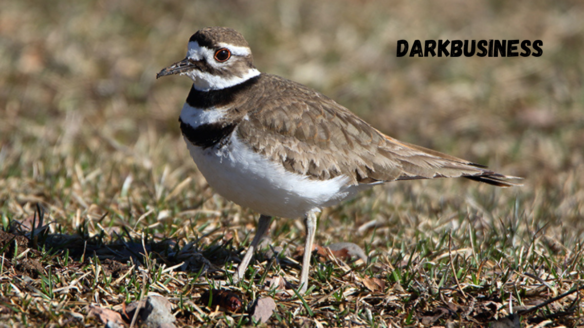 killdeer